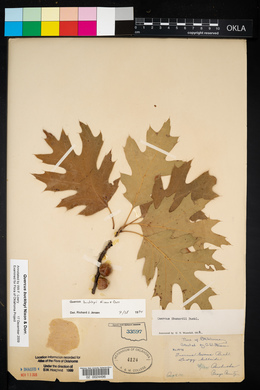 Quercus buckleyi image