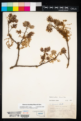 Quercus buckleyi image