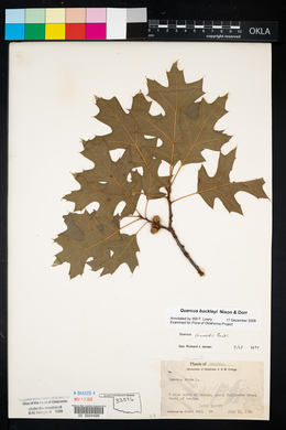 Quercus shumardii image