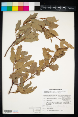 Quercus havardii image