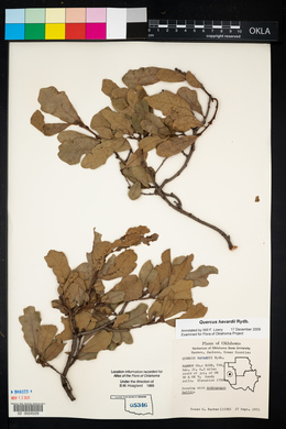 Quercus havardii image