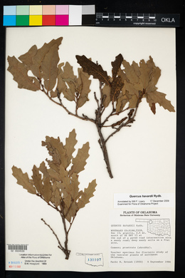 Quercus havardii image