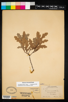 Quercus havardii image