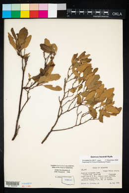 Quercus havardii image