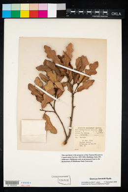 Quercus havardii image