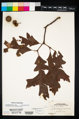 Quercus lyrata image