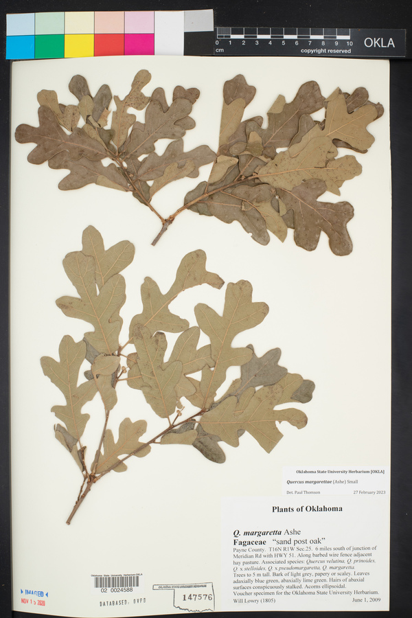 Quercus margarettae image