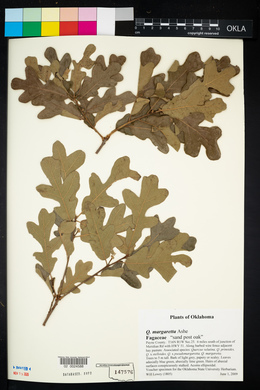 Quercus margarettae image