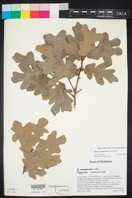 Quercus margarettae image