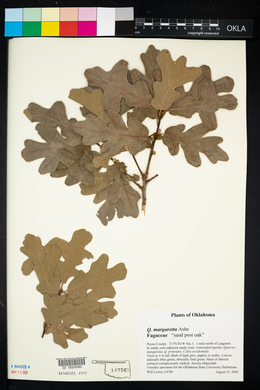 Quercus margarettae image