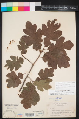 Quercus margarettae image