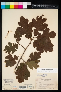 Quercus margarettae image