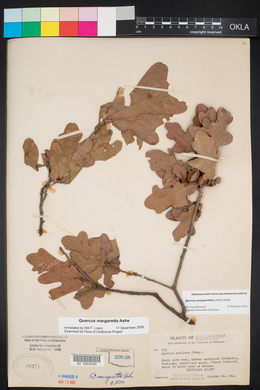 Quercus margarettae image