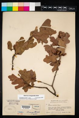 Quercus margarettae image