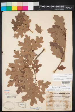Quercus margarettae image