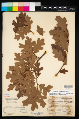 Quercus margarettae image