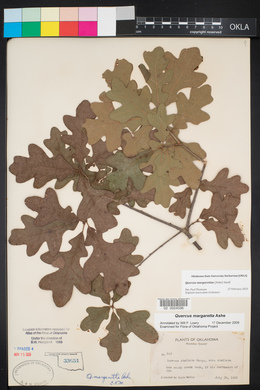 Quercus margarettae image
