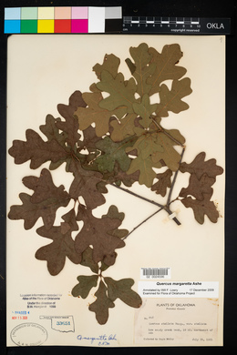 Quercus margarettae image