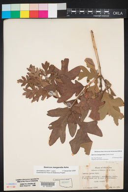 Quercus lyrata image