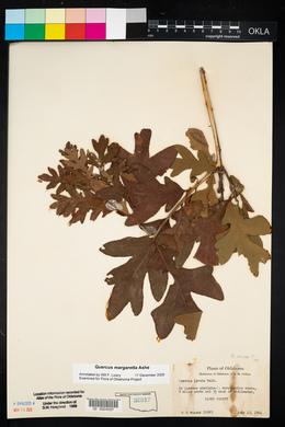 Quercus lyrata image