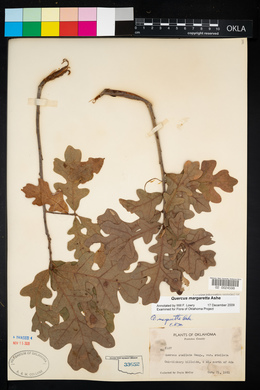 Quercus margarettae image