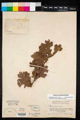 Quercus margarettae image