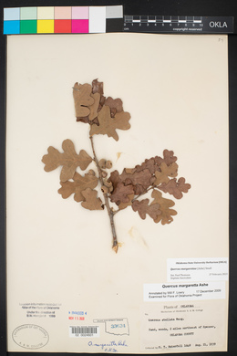 Quercus margarettae image