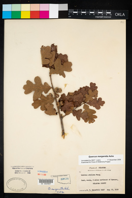 Quercus margarettae image