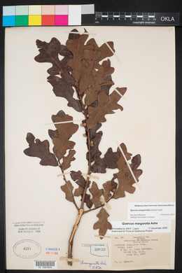 Quercus margarettae image