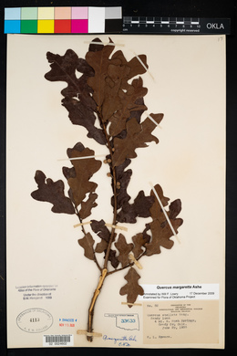 Quercus margarettae image