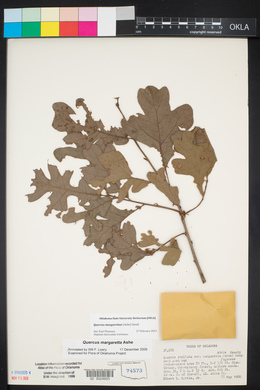 Quercus margarettae image