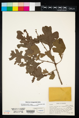 Quercus margarettae image