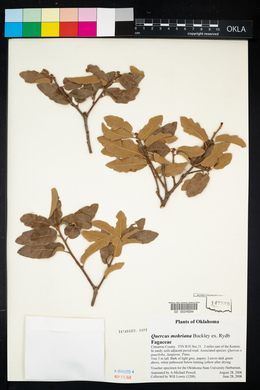 Quercus mohriana image