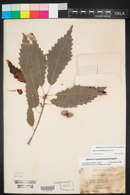Quercus muehlenbergii image
