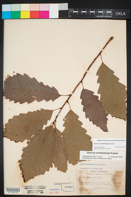 Quercus muehlenbergii image
