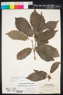 Quercus muehlenbergii image