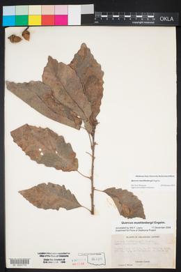 Quercus muehlenbergii image