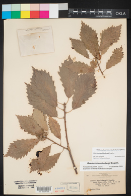 Quercus muehlenbergii image