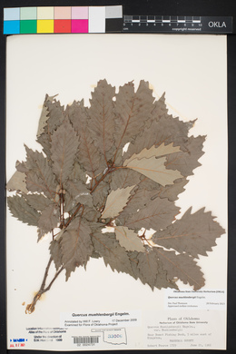 Quercus muehlenbergii image