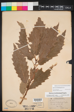 Quercus muehlenbergii image