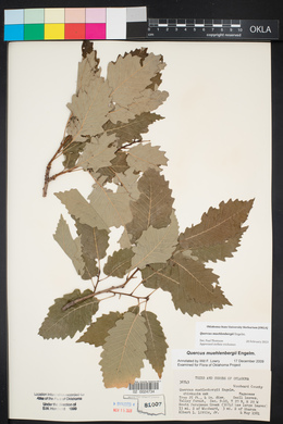 Quercus muehlenbergii image