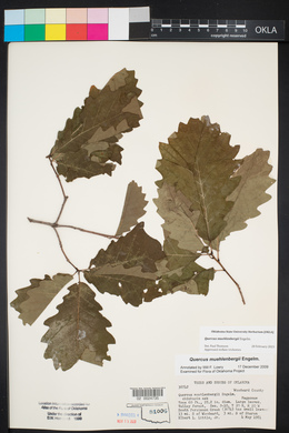 Quercus muehlenbergii image