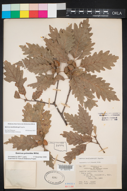 Quercus muehlenbergii image
