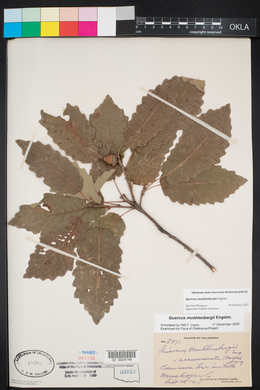 Quercus muehlenbergii image