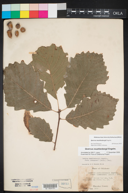 Quercus muehlenbergii image