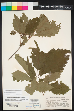 Quercus muehlenbergii image