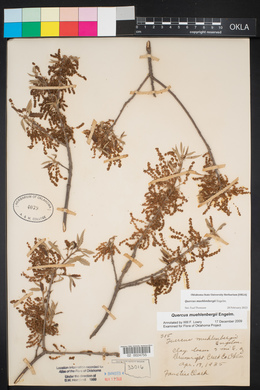 Quercus muehlenbergii image