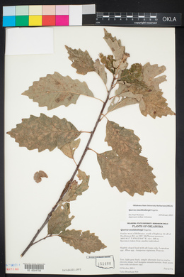 Quercus muehlenbergii image