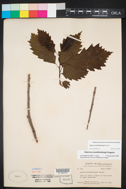 Quercus muehlenbergii image