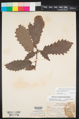 Quercus muehlenbergii image